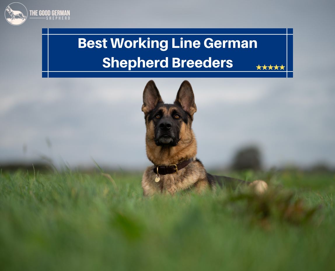 Best Working Line German Shepherd Breeders