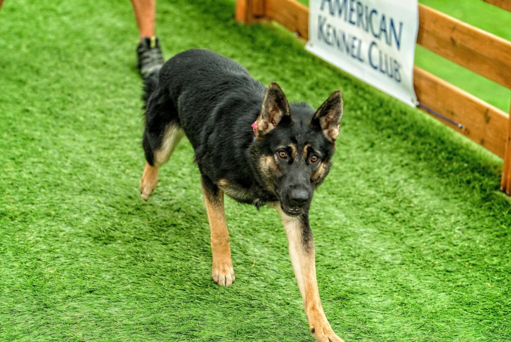 Camelot German Shepherds