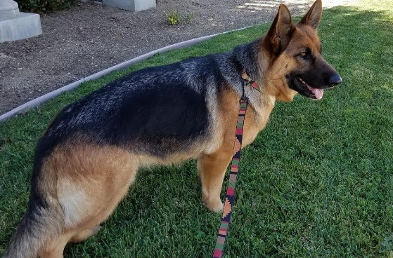 Central Coast German Shepherds 