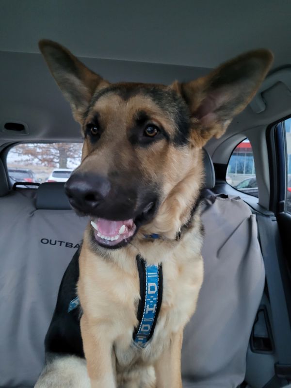 German Shepherd Dog Rescue of Iowa