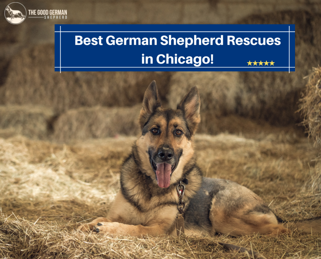 5 Best German Shepherd Rescue in Chicago! (2023) The Good German Shepherd