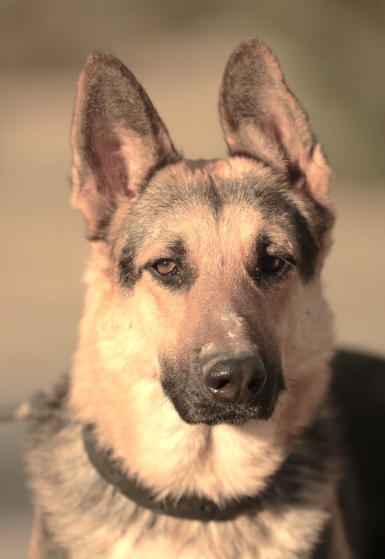 German Shepherd Rescue of Central Texas