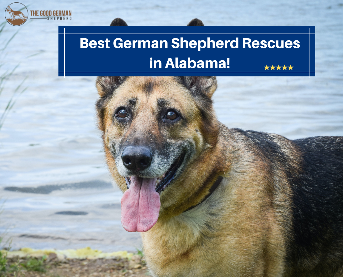 German Shepherd Rescues in Alabama