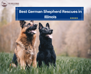 6 Best German Shepherd Rescues in Illinois! (2023) - The Good German