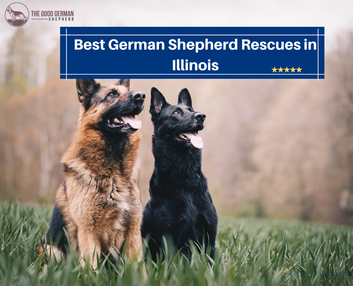 German Shepherd Rescues in Illinois