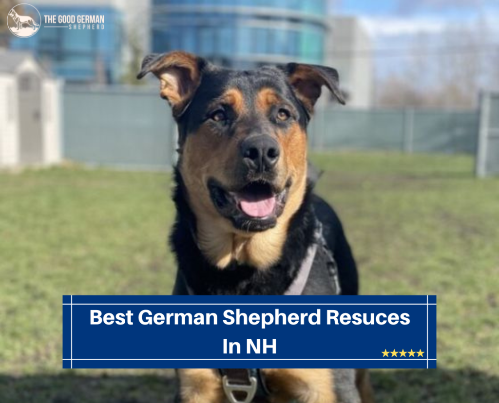 4 Best German Shepherd Rescues in NH The Good German Shepherd