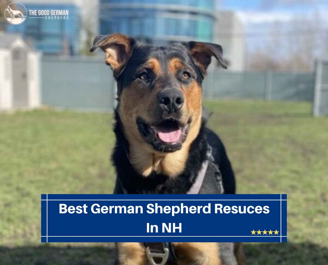 German Shepherd Rescues in NH