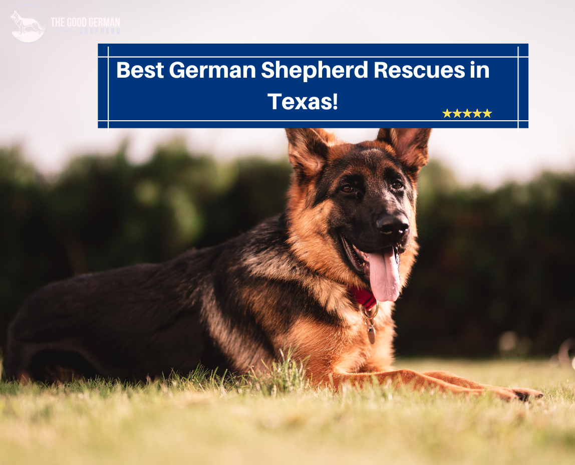 German Shepherd Rescues in Texas
