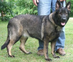 9 Best DDR German Shepherd Breeders in the United States! (2023) - The ...