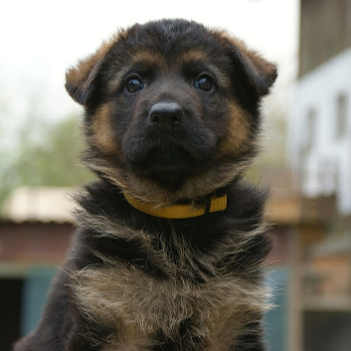 Las Vegas K9 Academy