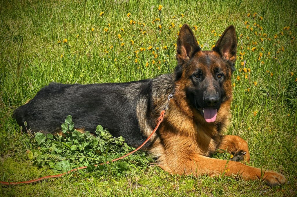 Nedenhaus German Shepherds 