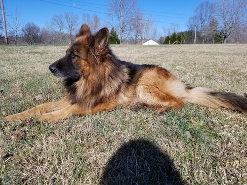 Twin Oaks German Shepherd Dogs