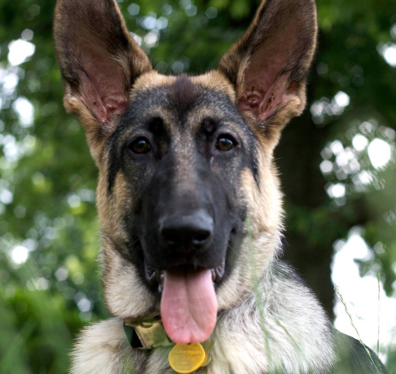 8 Best German Shepherd Breeders in Indiana (2023!) The Good German