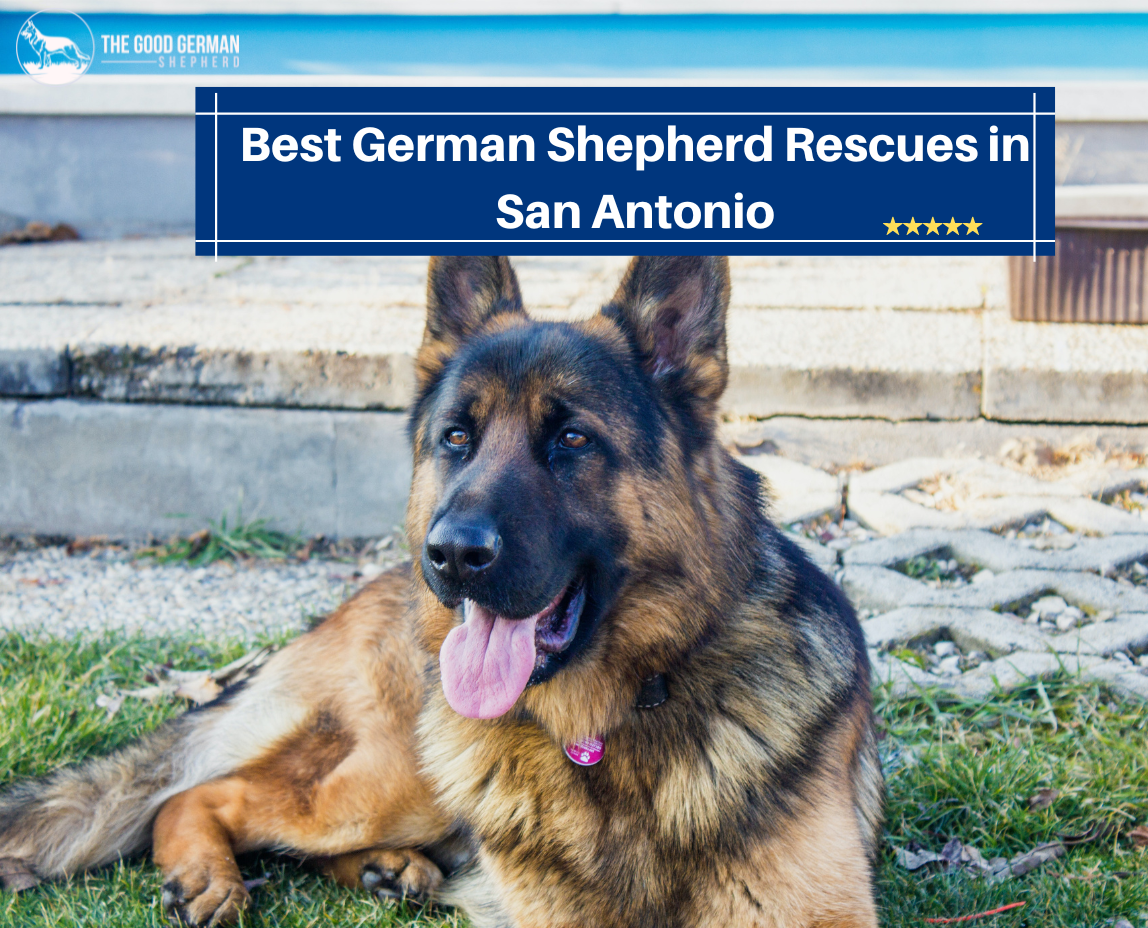 5 Best German Shepherd Rescues in San Antonio