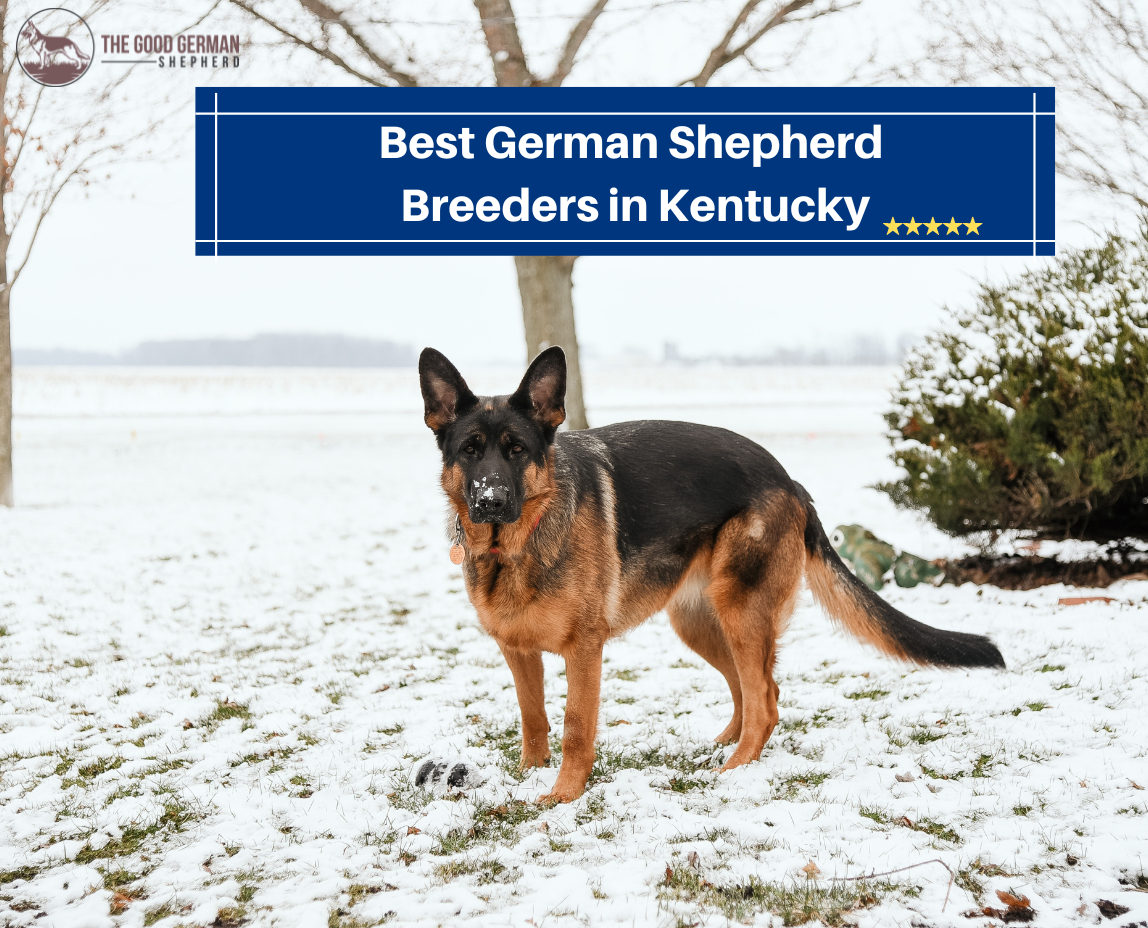 6 Best German Shepherd Breeders in Kentucky