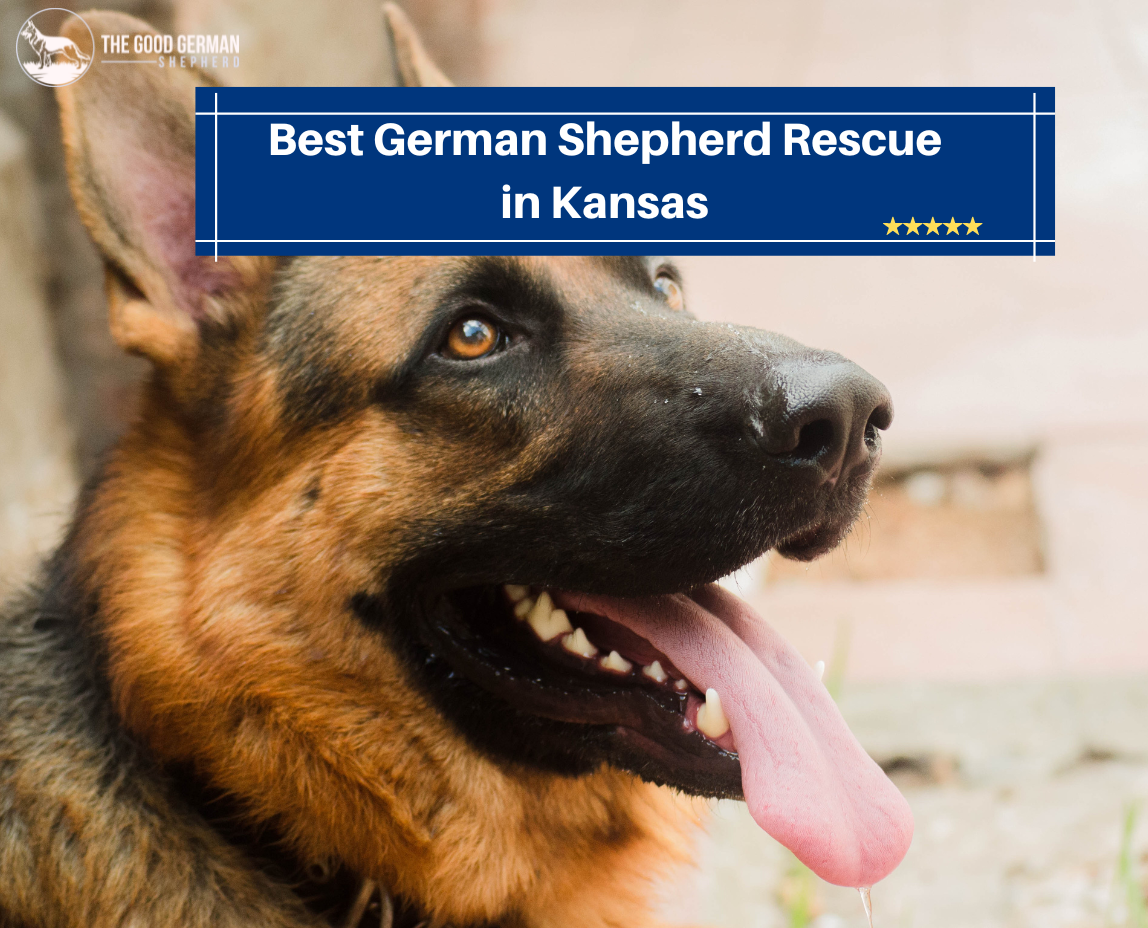 6 Best German Shepherd Rescue in Kansas (2023)