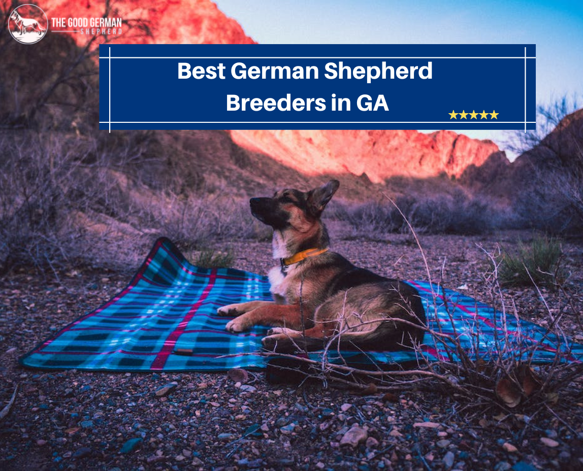 7 Best German Shepherd Breeders in GA