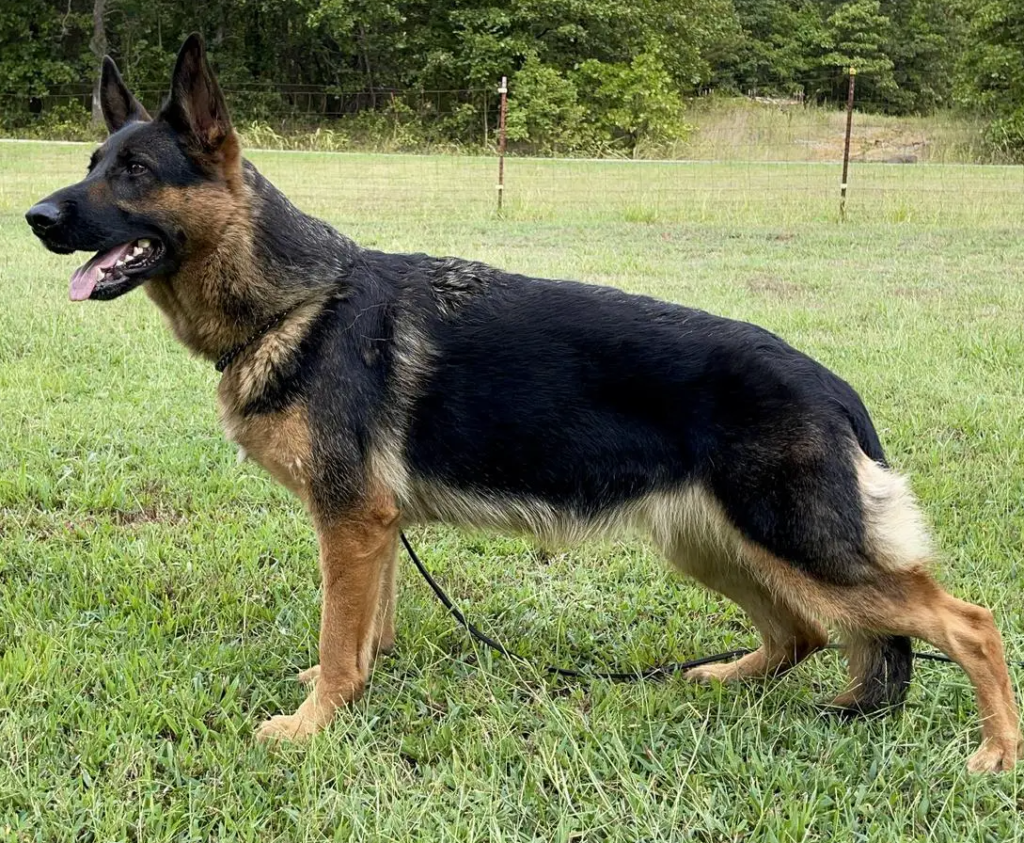 Austerlitz German Shepherd Dogs 