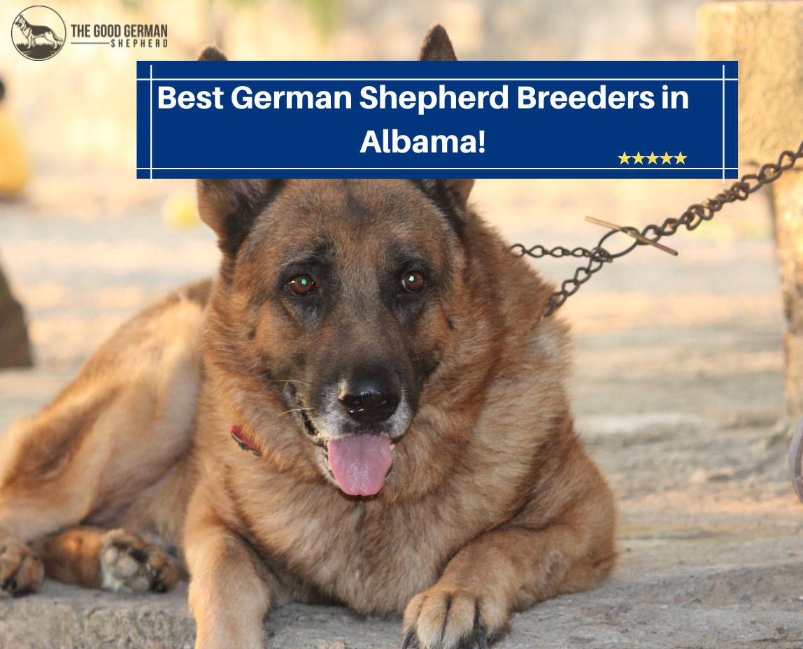 Best German Shepherd Breeders in Alabama