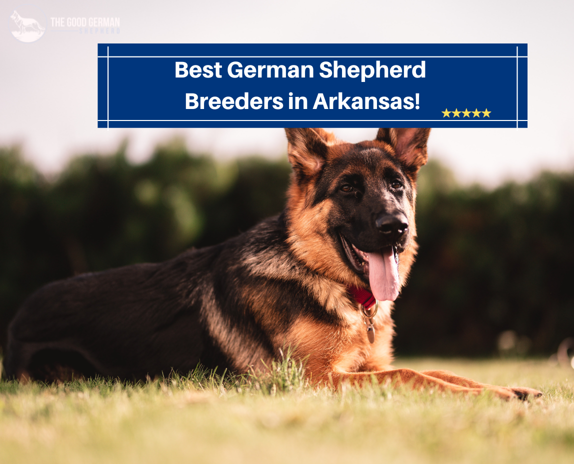 Best German Shepherd Breeders in Arkansas