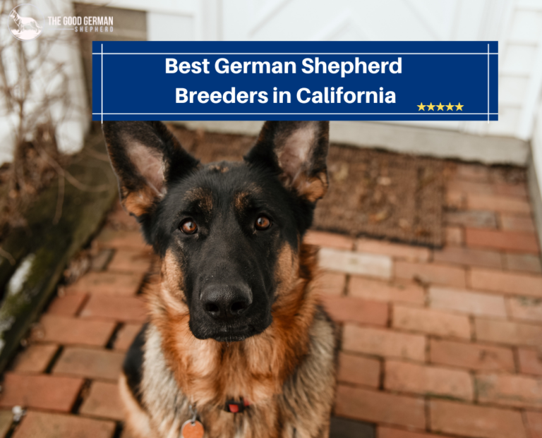 8 Best German Shepherd Breeders in California (2023) The Good German