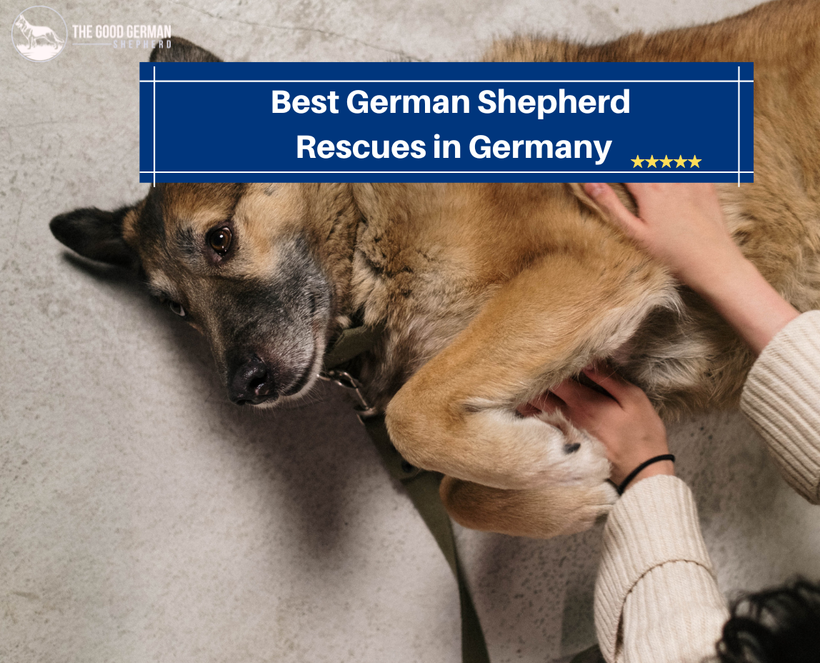 Best German Shepherd Breeders in Germany
