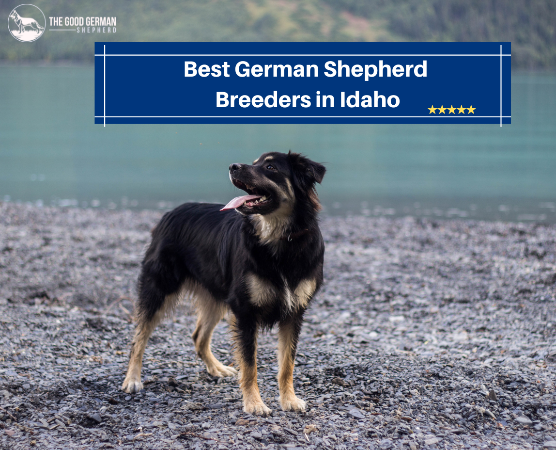 Best German Shepherd Breeders in Idaho
