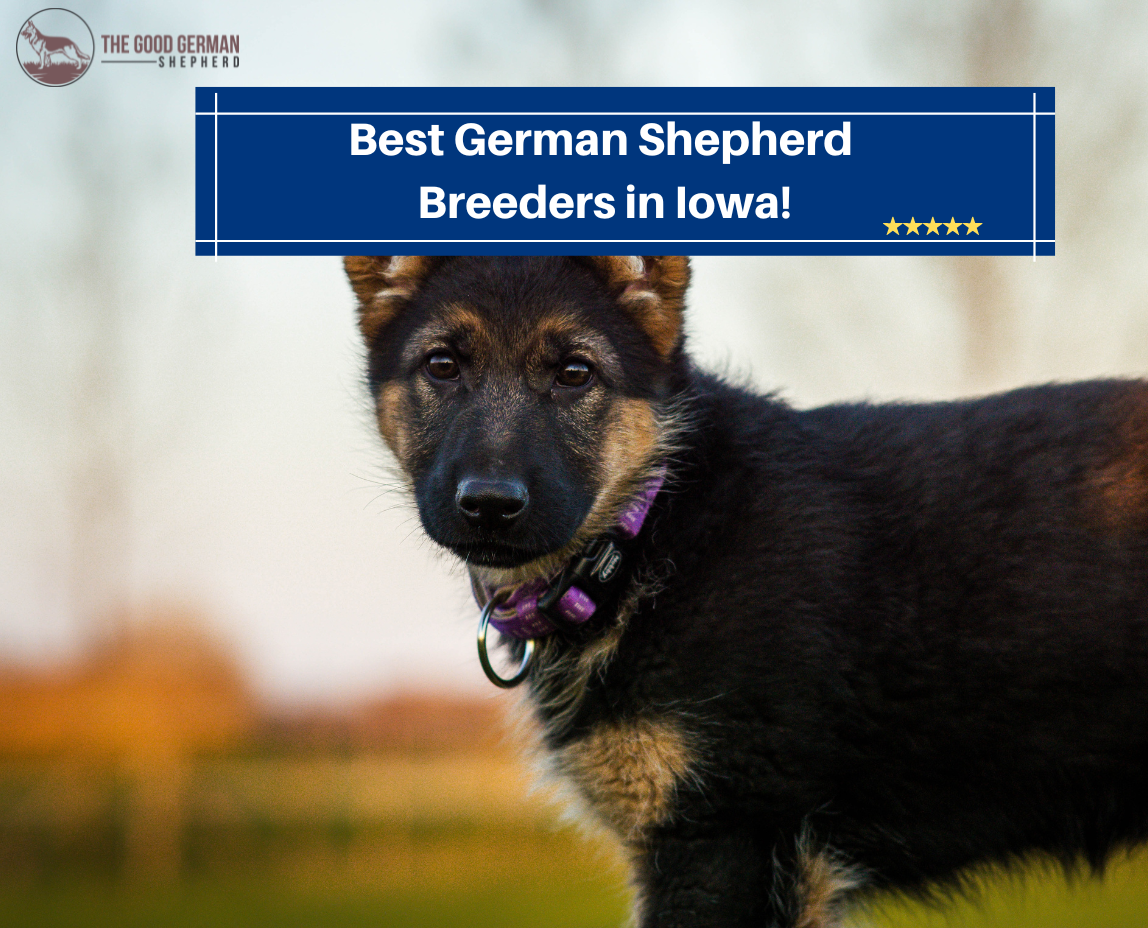 Best German Shepherd Breeders in Iowa