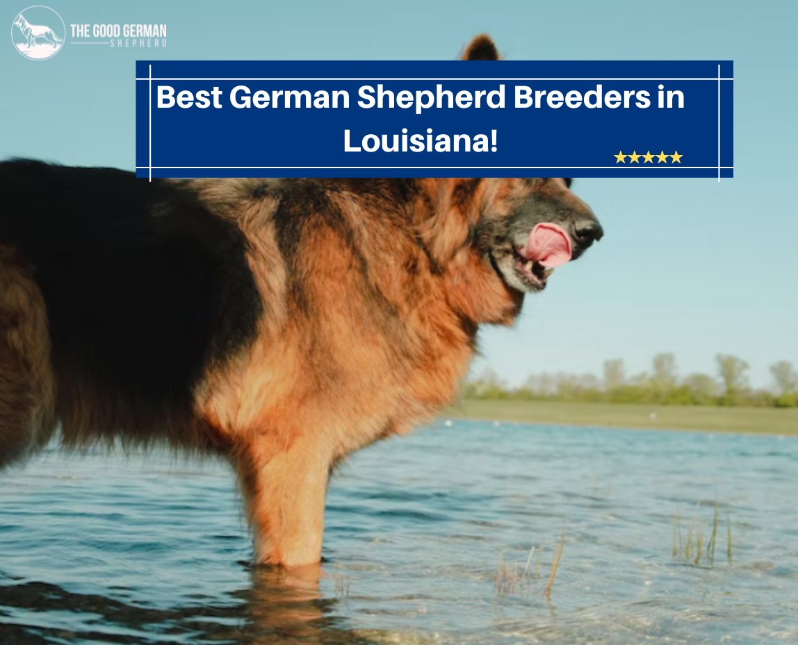 Best German Shepherd Breeders in Louisiana