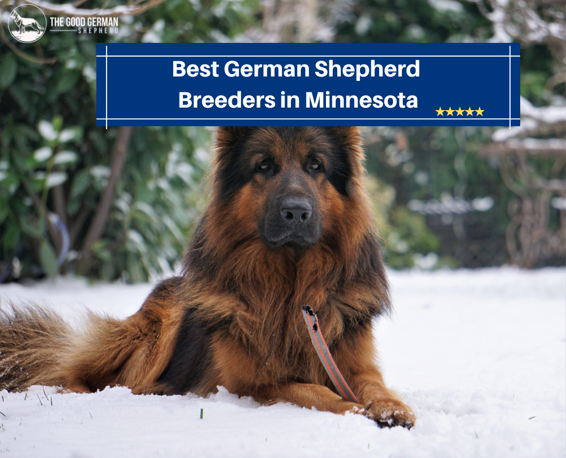 Best German Shepherd Breeders in Minnesota