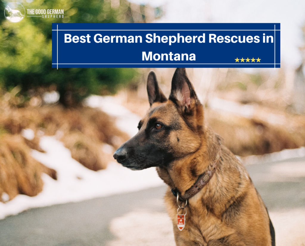 5 Best German Shepherd Breeders In Montana 2023 The Good German 5-best-german-shepherd-breeders-in-montana-2023-the-good-german
