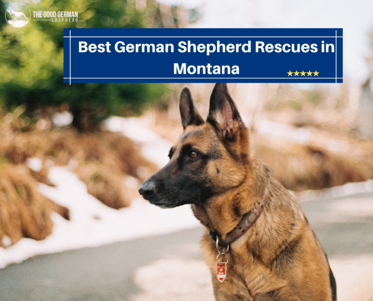 5 Best German Shepherd Breeders in Montana (2023) The Good German