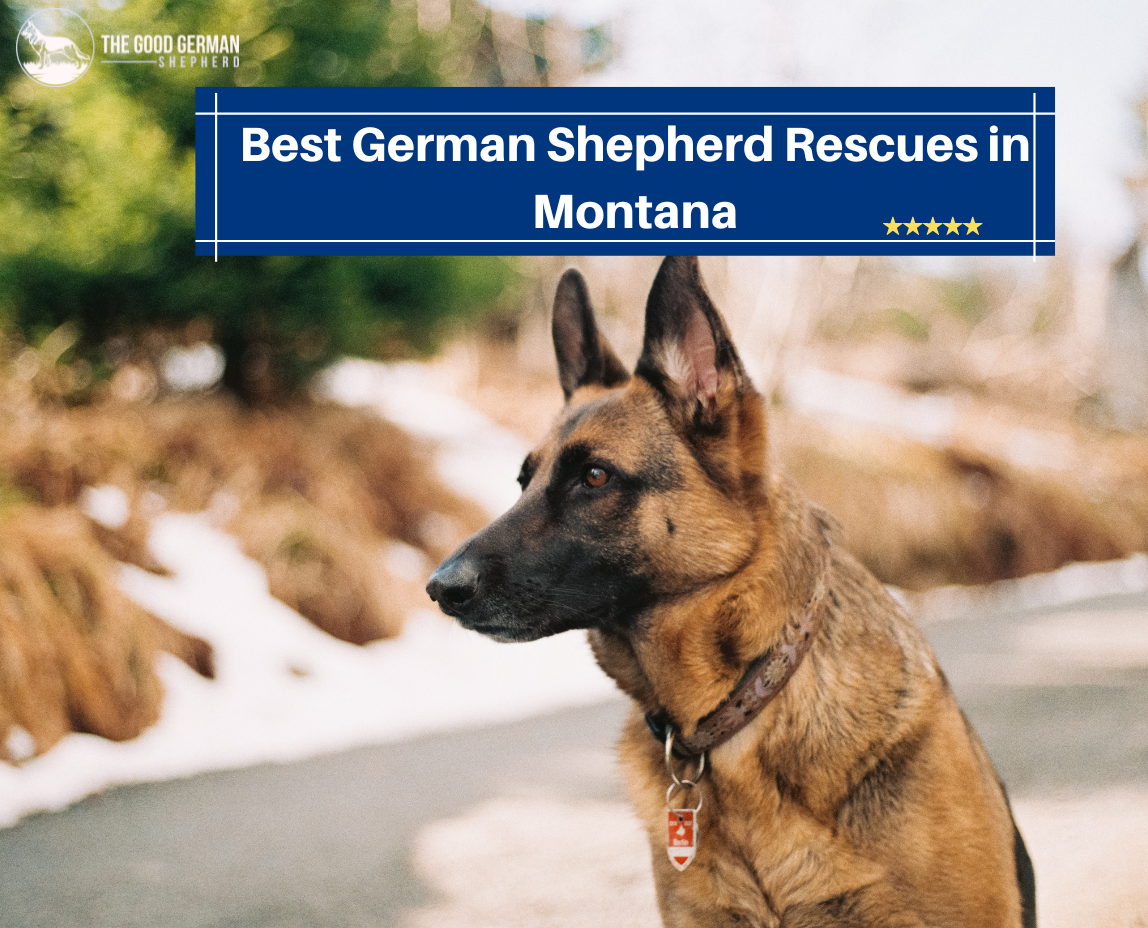 Best German Shepherd Breeders in Montana