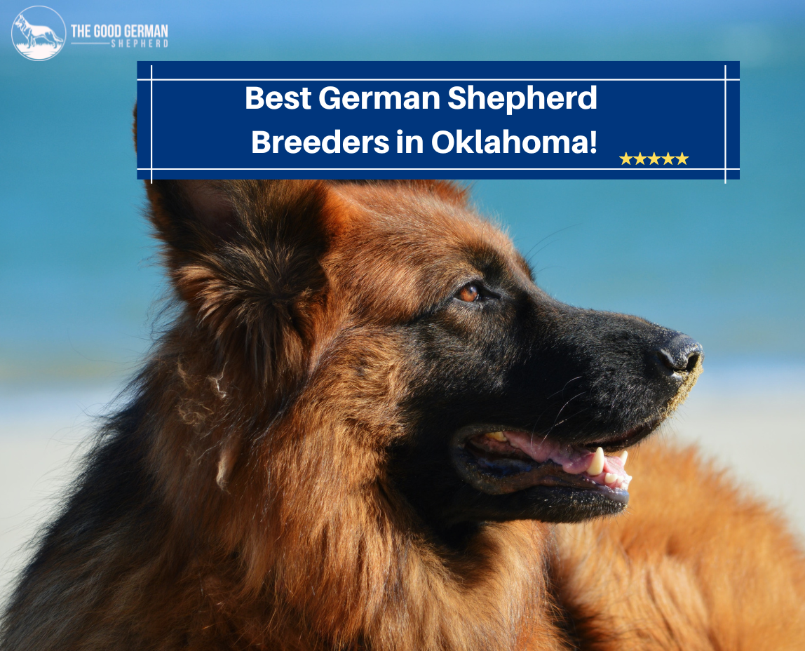 Best German Shepherd Breeders in Oklahoma