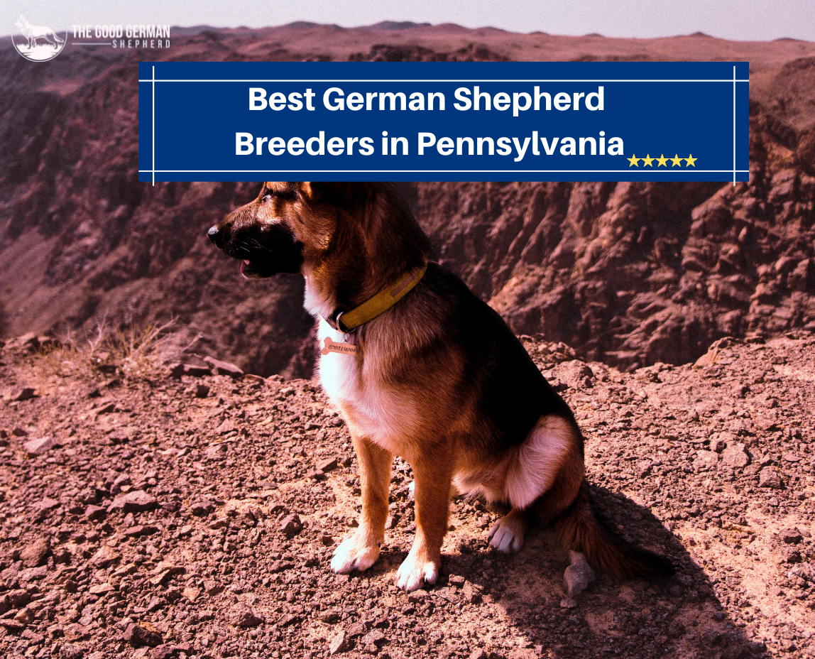 Best German Shepherd Breeders in Pennsylvania