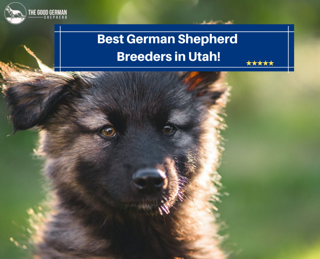 8 Best German Shepherd Breeders in Utah! (2023) The Good German Shepherd