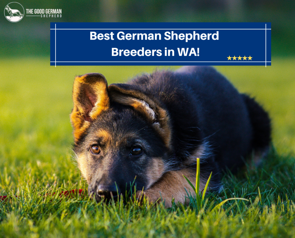 7 Best German Shepherd Breeders in WA (2023) The Good German Shepherd