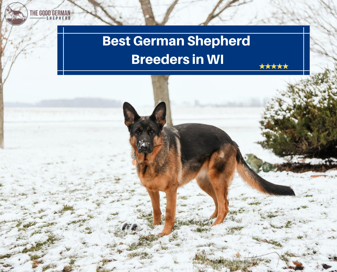 Best German Shepherd Breeders in WI