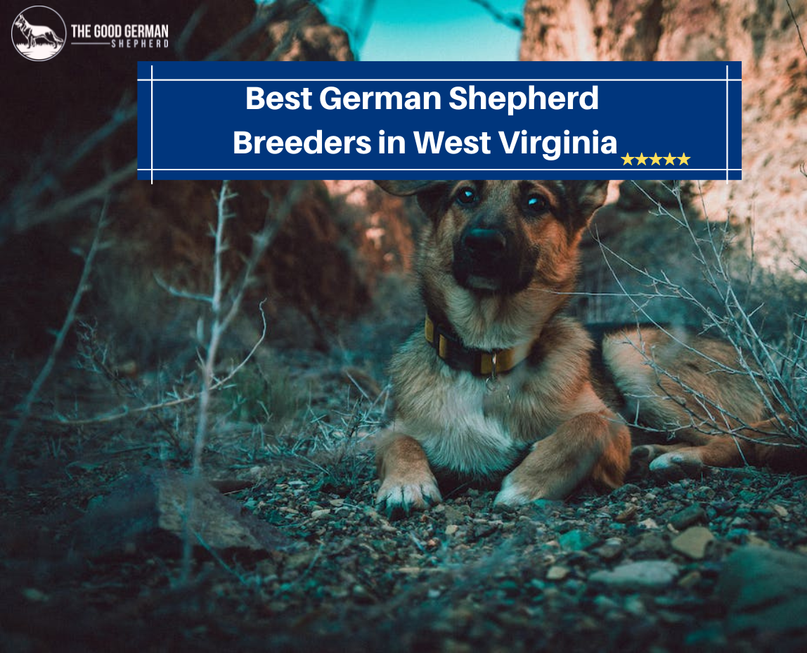 Best German Shepherd Breeders in West Virginia