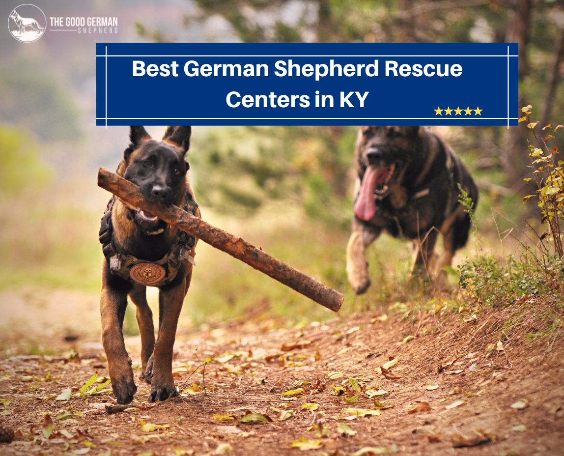 Best German Shepherd Rescue Centers in KY