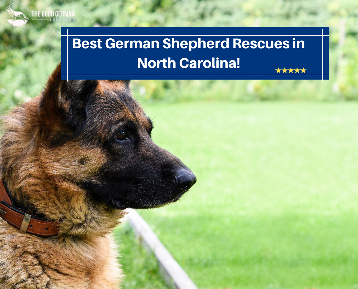 Best German Shepherd Rescue North Carolina
