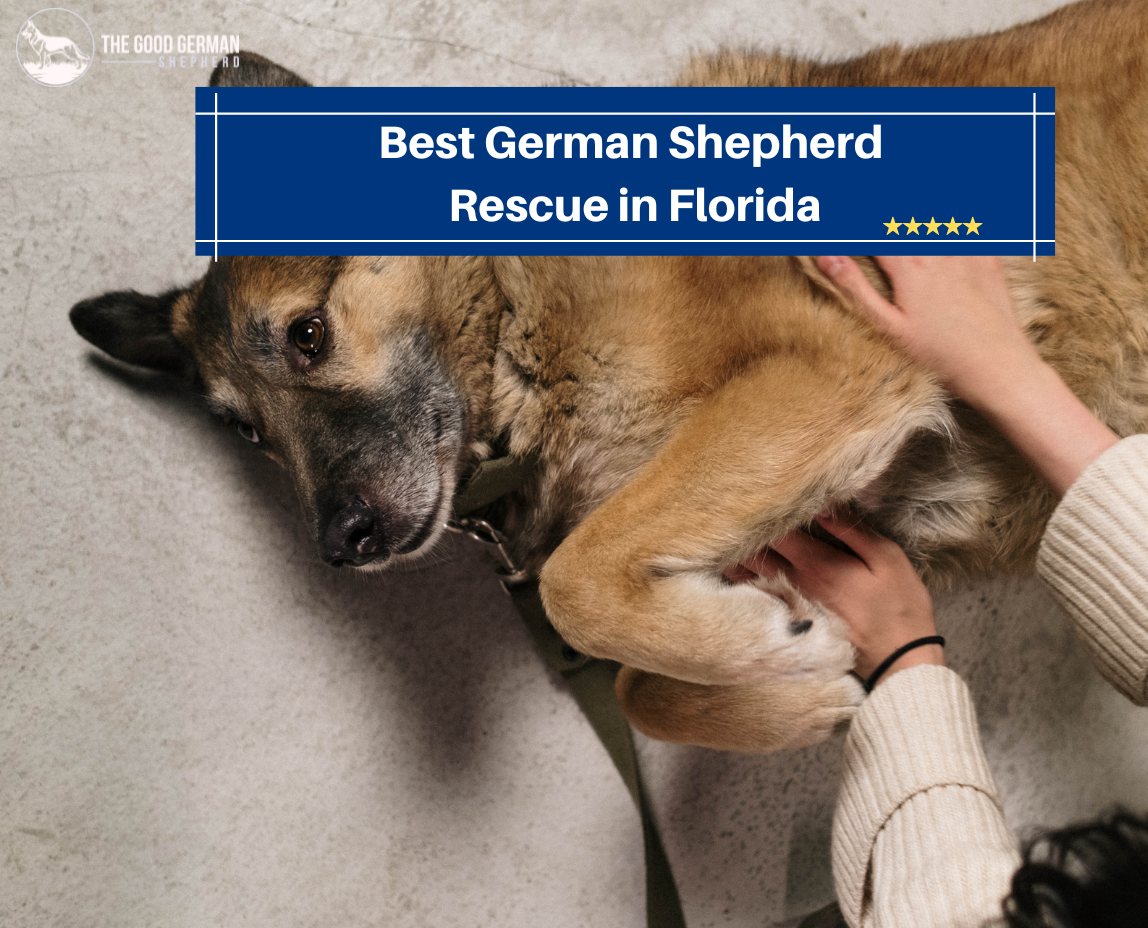 Best German Shepherd Rescue in Florida