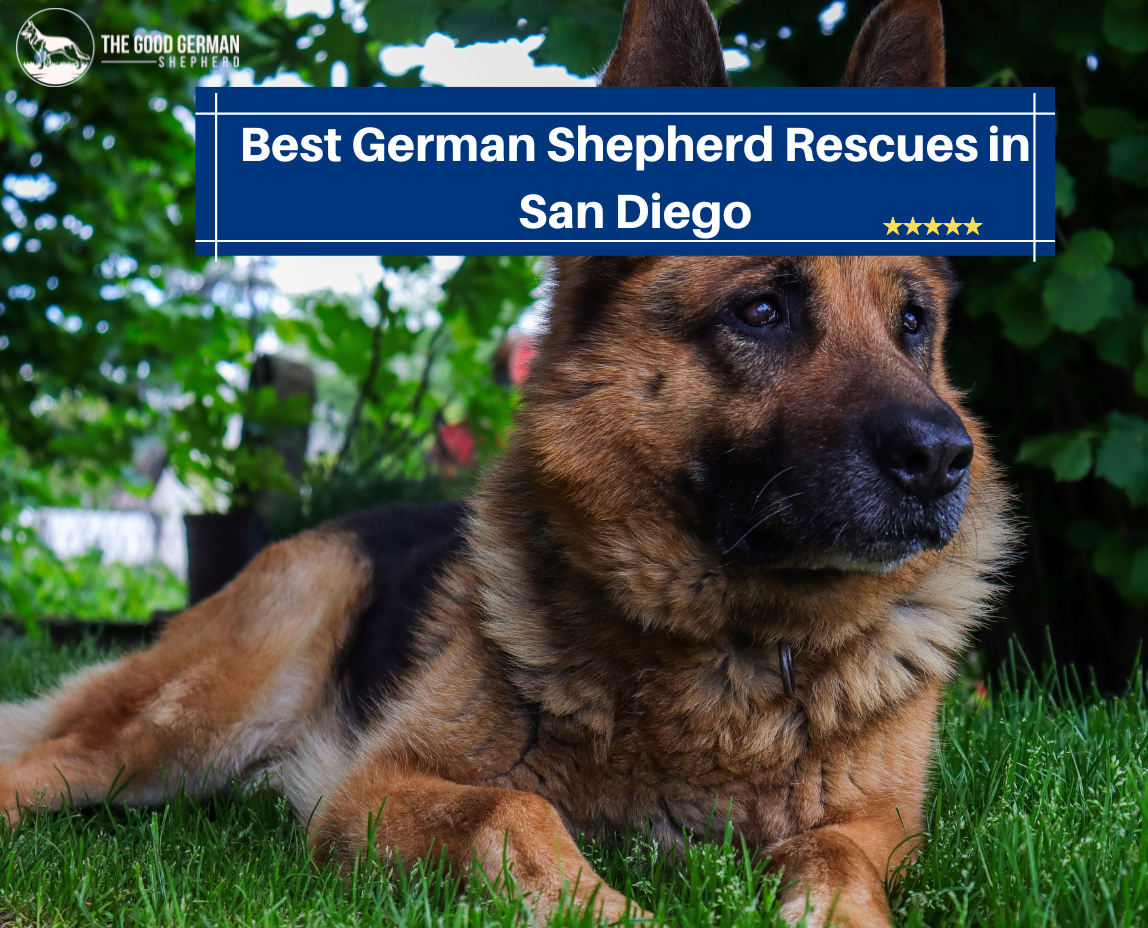 Best German Shepherd Rescue in San Diego