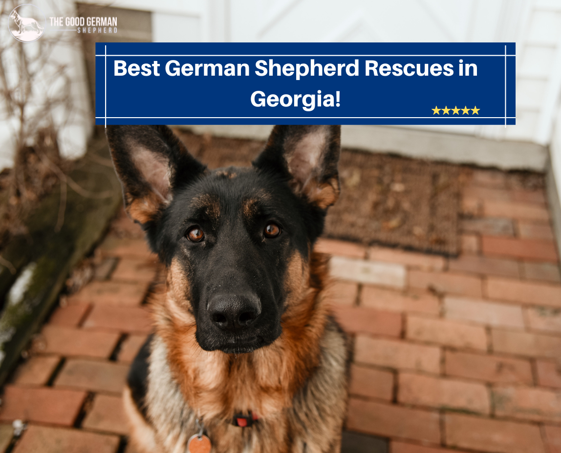 Best German Shepherd Rescues in Georgia