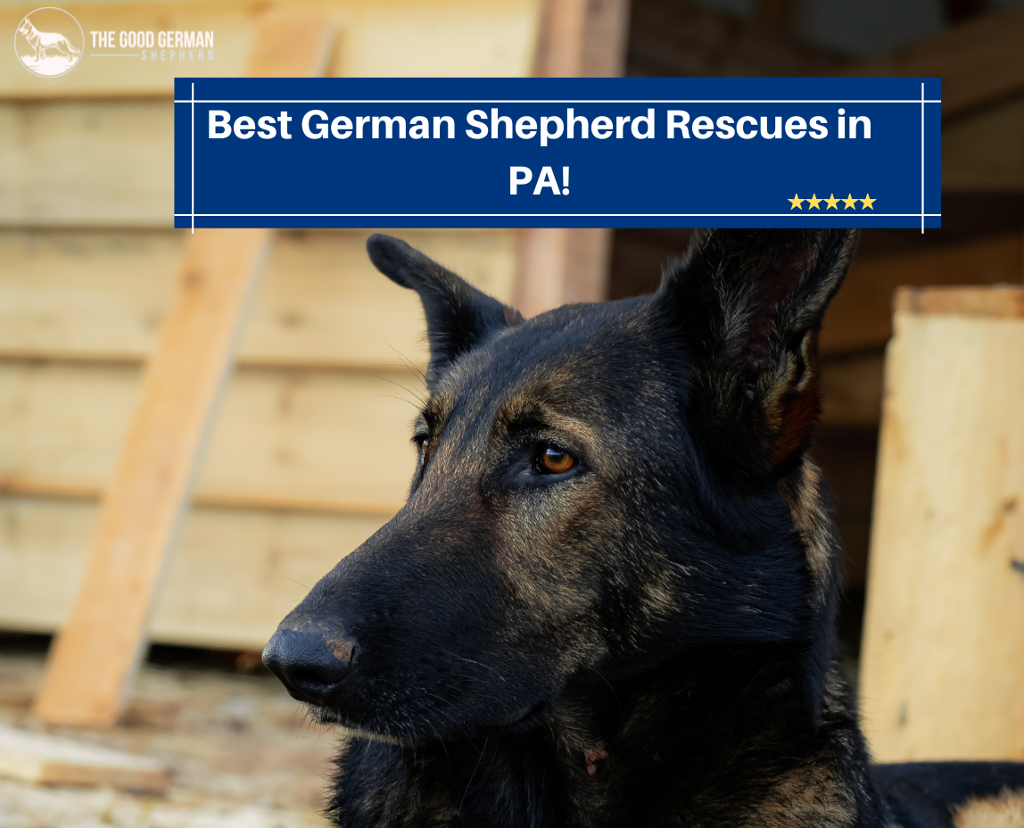 Best German Shepherd Rescues in PA