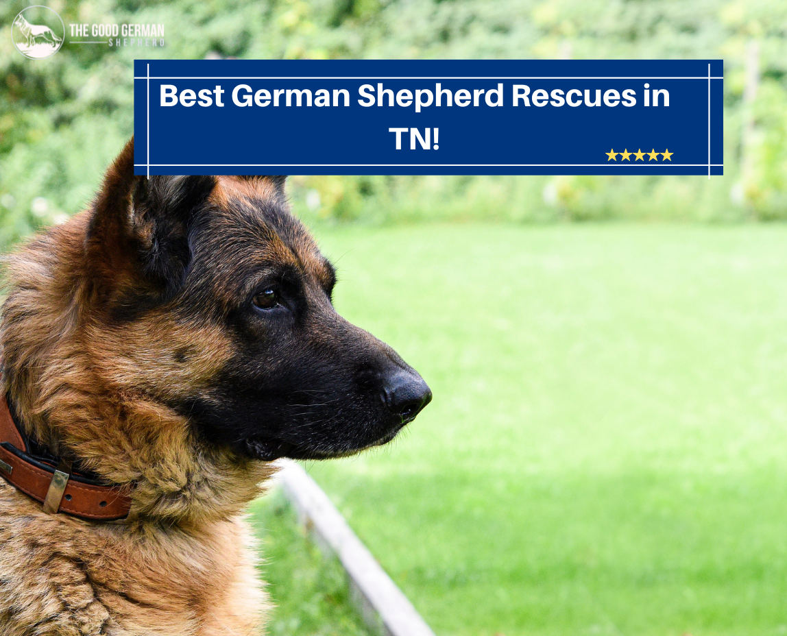 Best German Shepherd Rescues in TN
