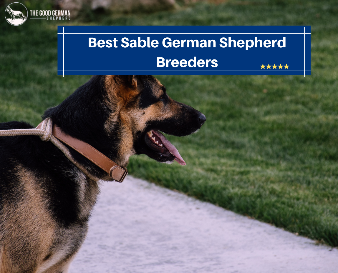 Best Sable German Shepherd Breeders