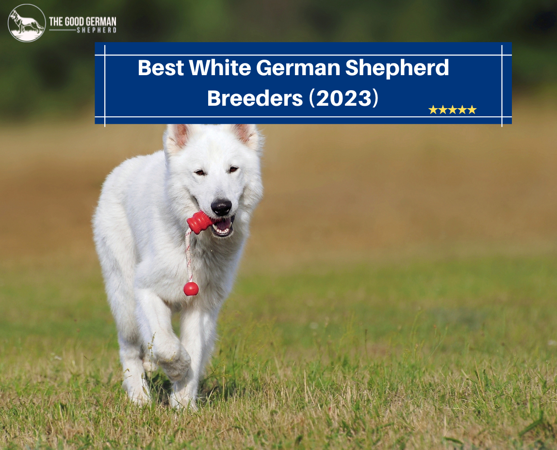 Best White German Shepherd Breeders