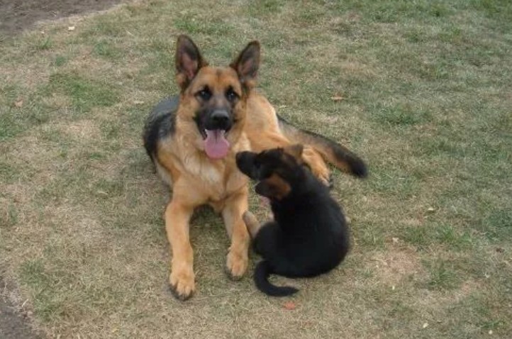 Bridger Canyon German Shepherds