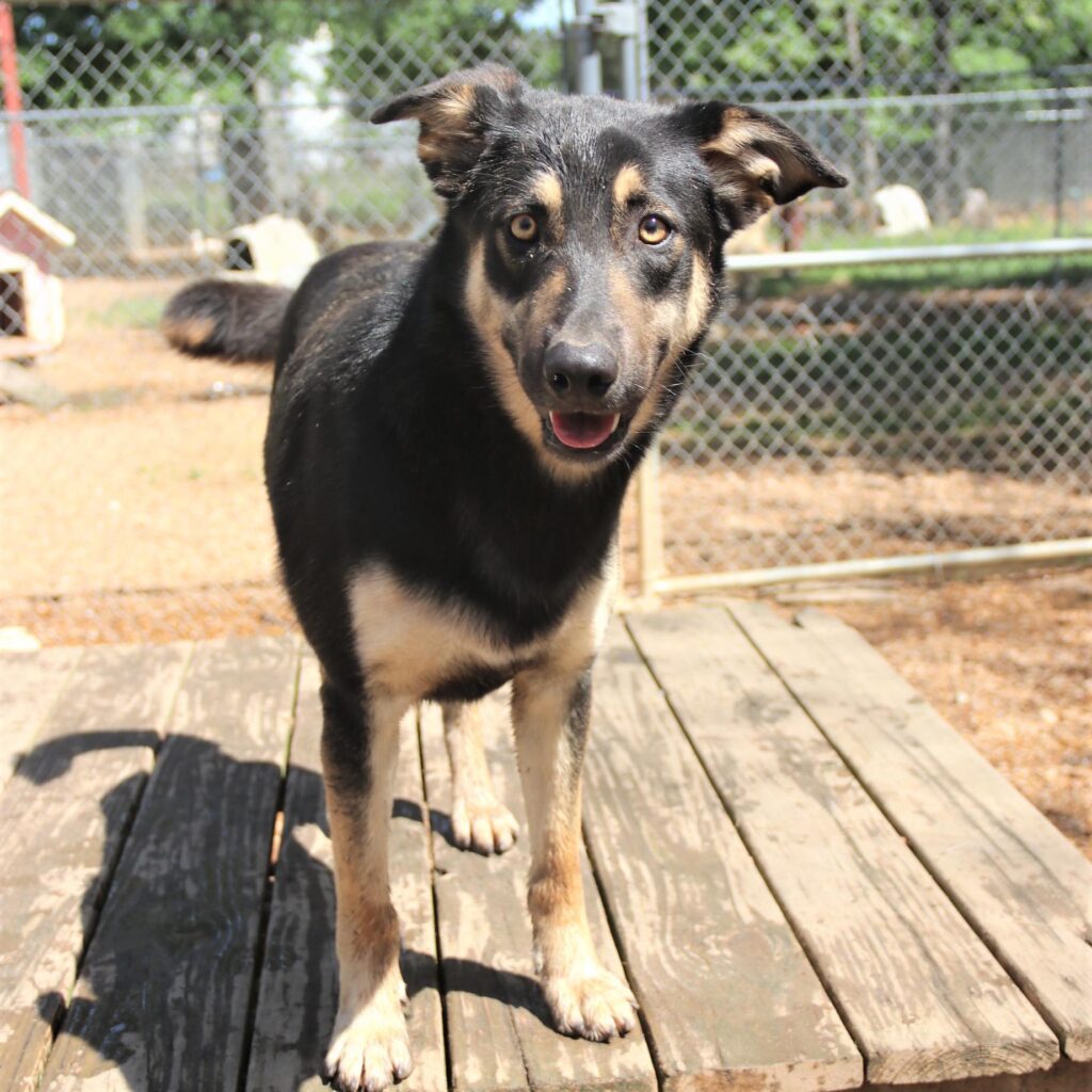 Brookhaven Animal Rescue League